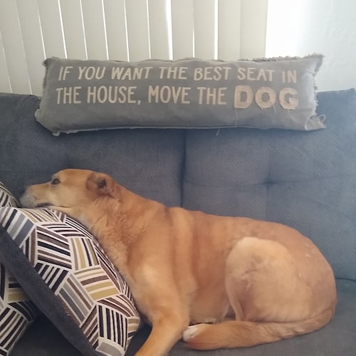 Constitution Originalist Conservative.