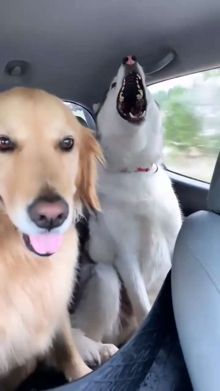 Keep your head while those around you howl at the wind