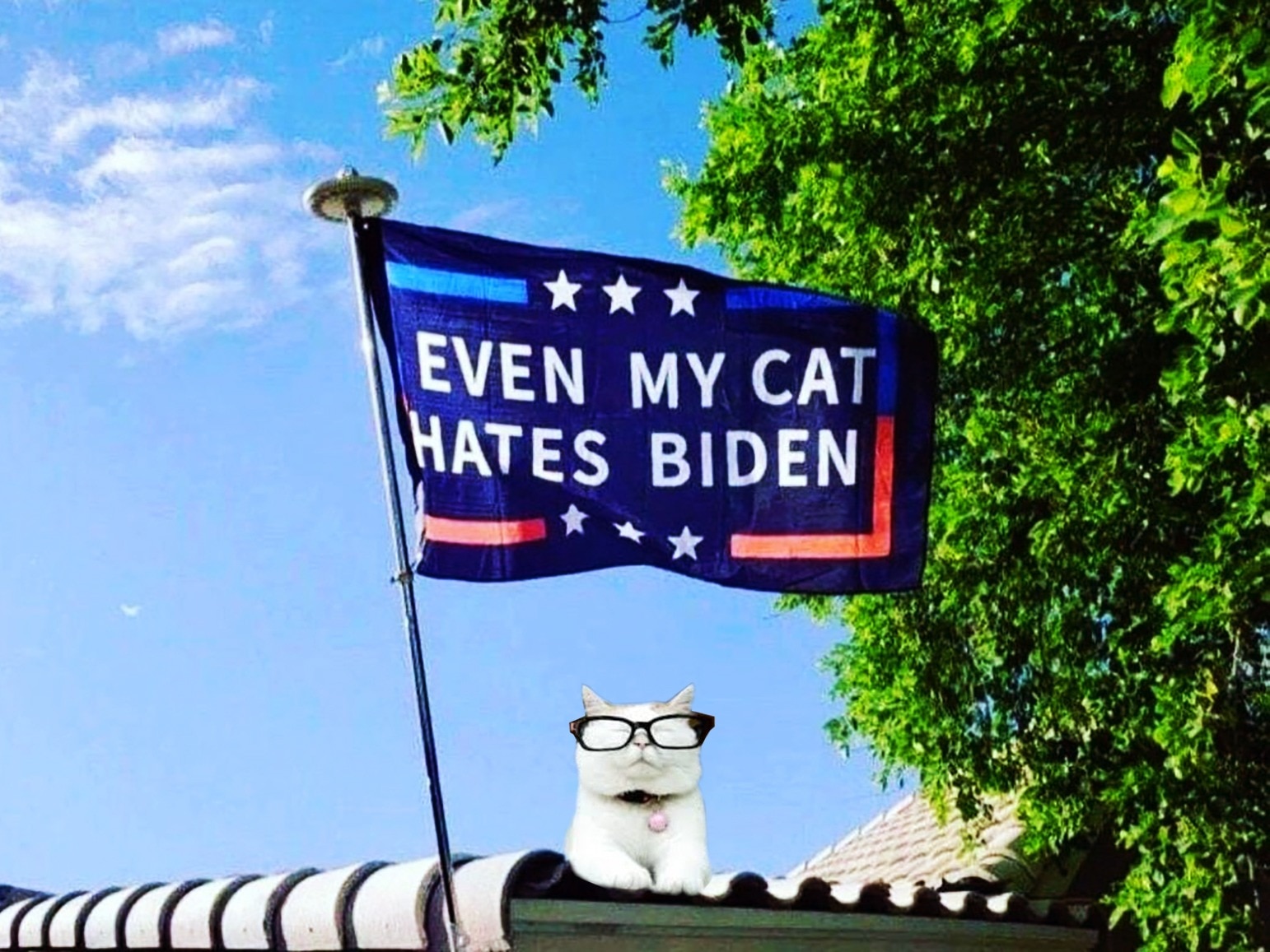 AMERICA STANDS WITH CATTURD!!!