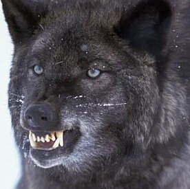 love America, not happy about anti-American twits.

Truth Social @Squeaks219