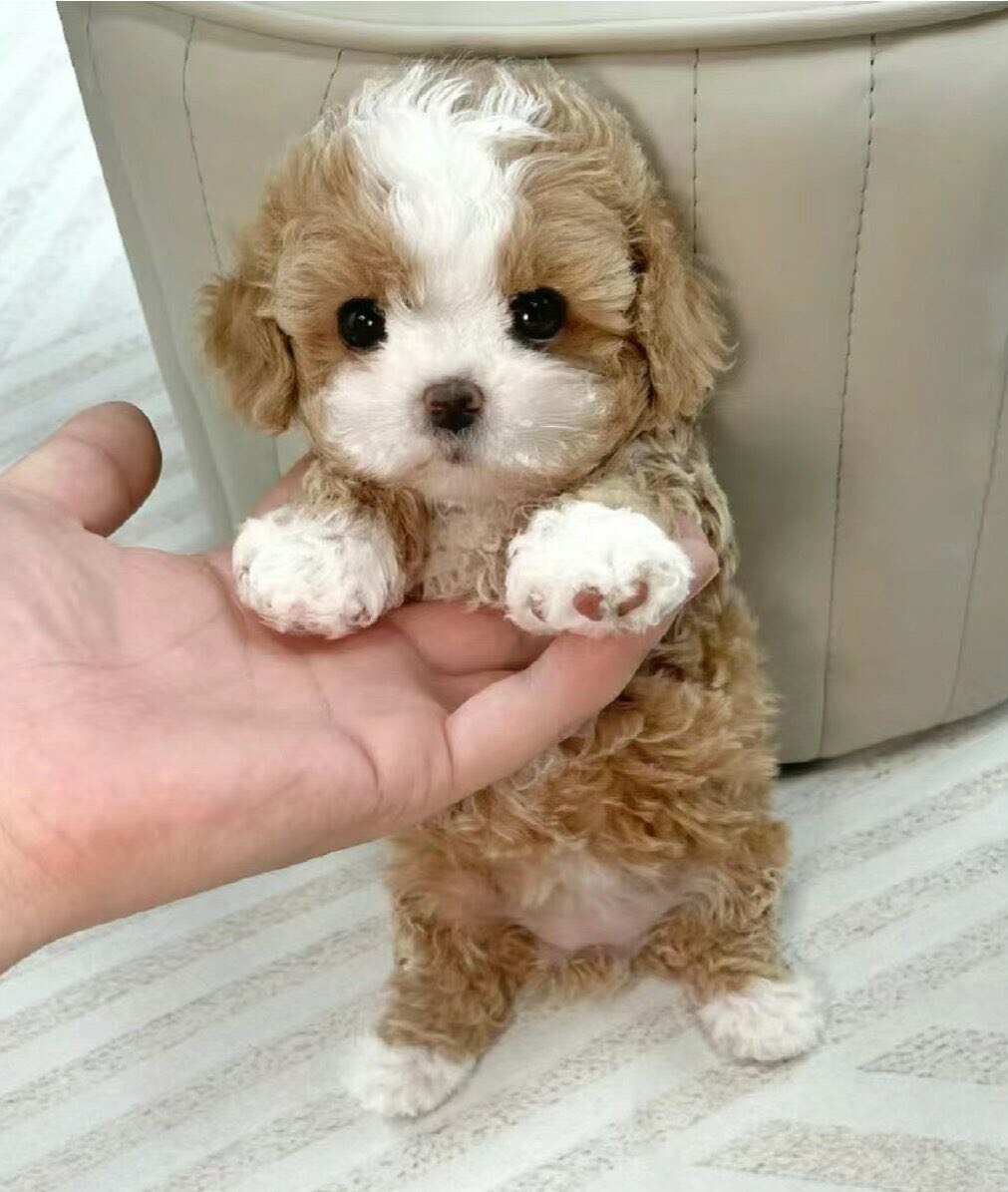 The neighbor has another lovely puppy, and I took him for a walk today.