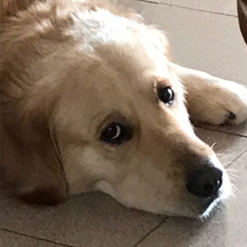 Ungeimpft. Hamborger Notdokter, Karkenmusiker i.R. u. Christ ✝️. Liebe Musik, Natuur, Lyrik, Plattdüütsch. Wegen Diktatu...