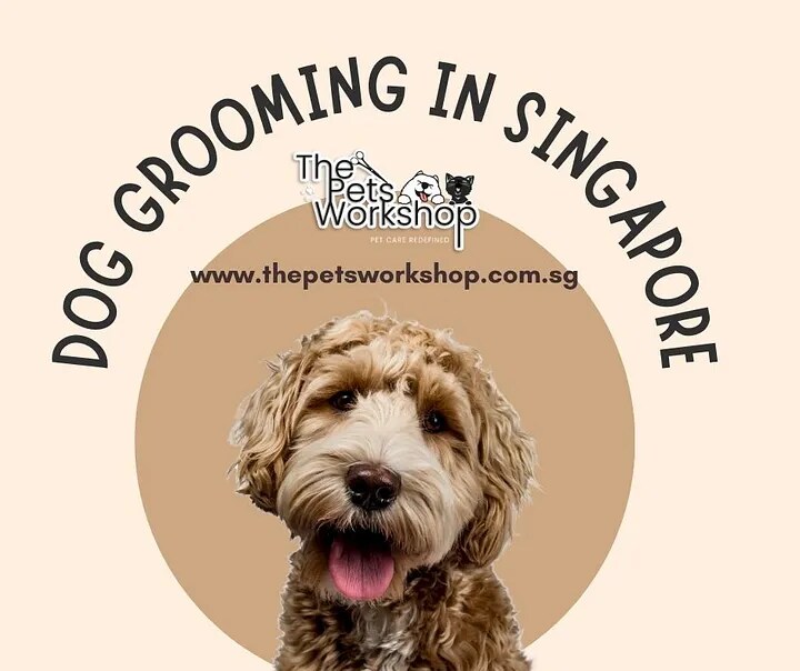 Create Positive Vibes at Home by Grooming Dog: The Pets Workshop

Dog grooming Singapore emerges not only as a practical necessity but a transformative exp