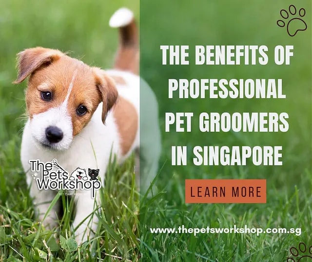 Professional groomers create a calm and controlled environment. — The Pets Workshop

The role of pro...