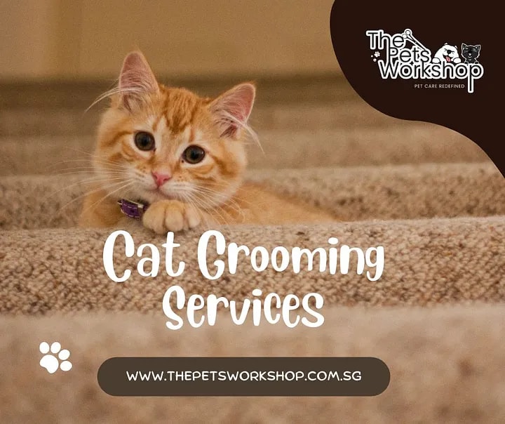 Cat grooming services, with their specialized techniques and nuances — The Pets Workshop

Grooming i...