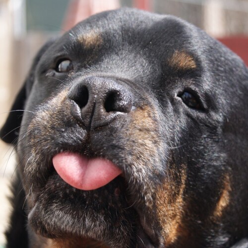 Made in Canada with British parts, Wife, Mother, Grandma. Rescuer of animals. #TrudeauMustGo