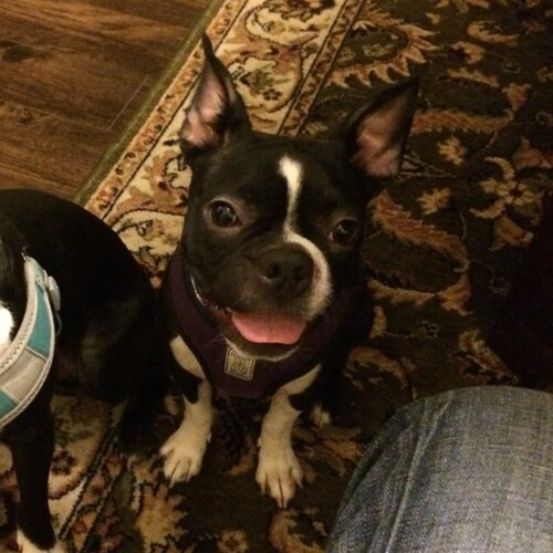 Getting really tired CHINESE characters I do not read being pushed on me. Miles Guo has  duplicate followers I do not ca...