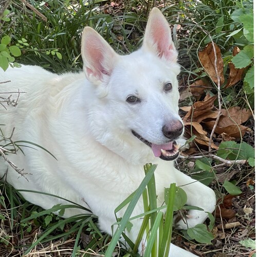 🇺🇸✨Save America…✨🇺🇸
   🙏✨🕊🐾🌻🇺🇸
✨Trump Won!✨
✨Patriot ✨ #MAGA✨
✨❤️🤍💙✨