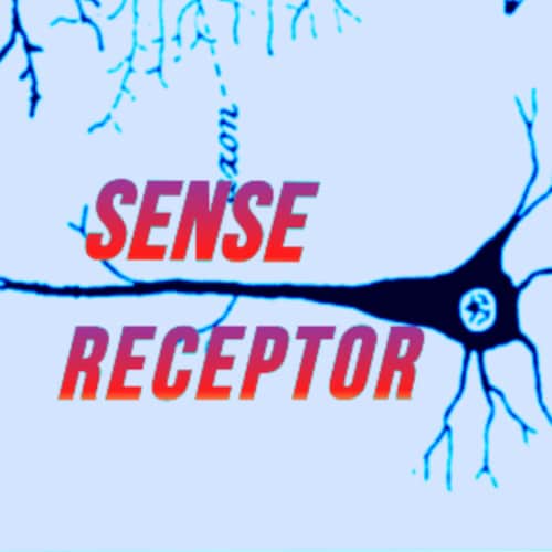 https://sensereceptornews.com/