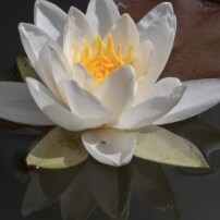 The Truth is like a Lion, you don't have to defend it. Just let it loose, it will defend it's self, I FOLLOW BACK ONLY A...