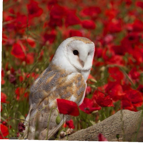 Love New Federal State of China, and believe together, we’ll take down the evil CCP, and make China a country rule of la...